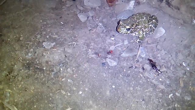 Лягушка ест солдатика смотреть онлайн