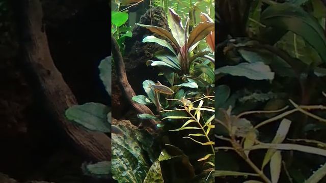 Расбора Галактика смотреть онлайн