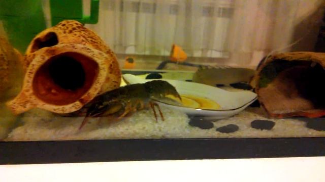 рак и каламоихт смотреть онлайн