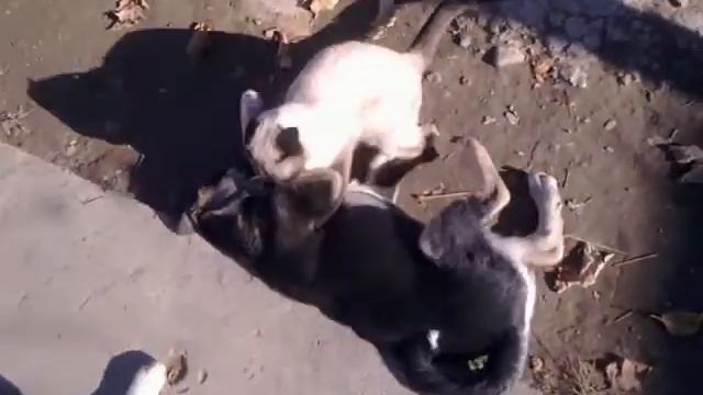 Файтинг смотреть онлайн