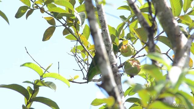 #Guaiabero or Bubotok in Tagalog смотреть онлайн