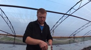 Посев капусты на рассаду [Как посеять семена капусты  и получить крепкую,здоровую рассаду?!] 2021.