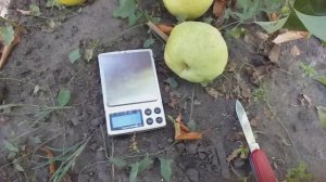 Груша колоновидная сорт Сан Реми