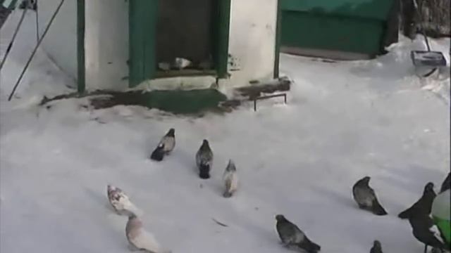 (в гостях у Соломона 2006 г)из архива заводчика кировоградских голубей Веселова Игоря Валентиновича смотреть онлайн