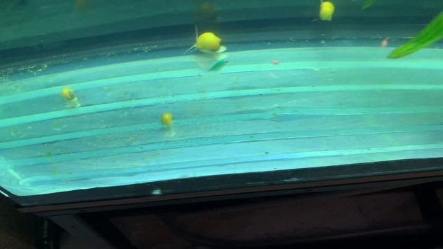 Тернеция плавает косяком смотреть онлайн