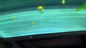 Тернеция плавает косяком