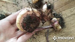 Гладиолусы после выкопки. Обрезка и хранение.