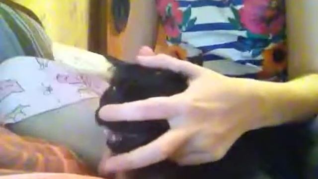 Как заставить кошку чихать? смотреть онлайн