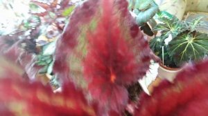 Комнатные растения .Мой бегониевый уголок . Уход за бегониями .Часть 1.