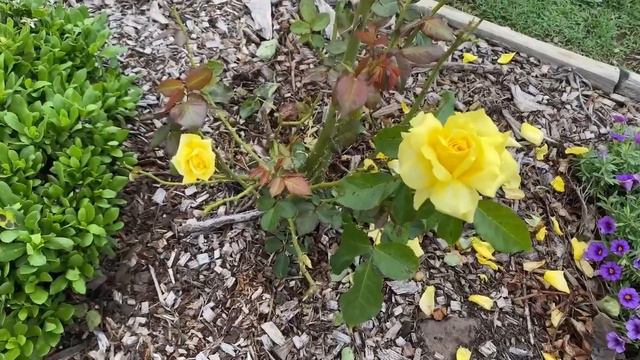 Friesia. Rose series 2021 смотреть онлайн
