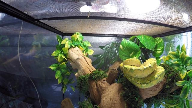 Green Tree Python Misting смотреть онлайн