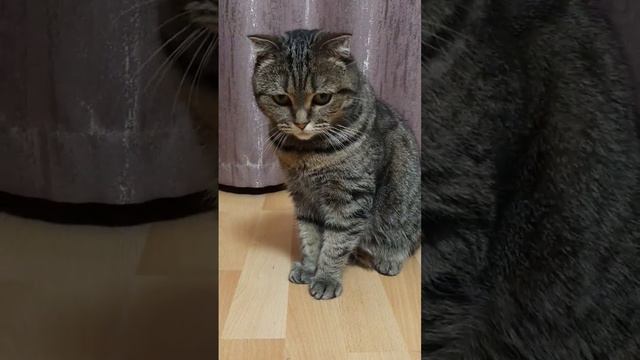 Пока вспомнишь🤔 #юмор #приколы #кошки #животныймир #cat смотреть онлайн
