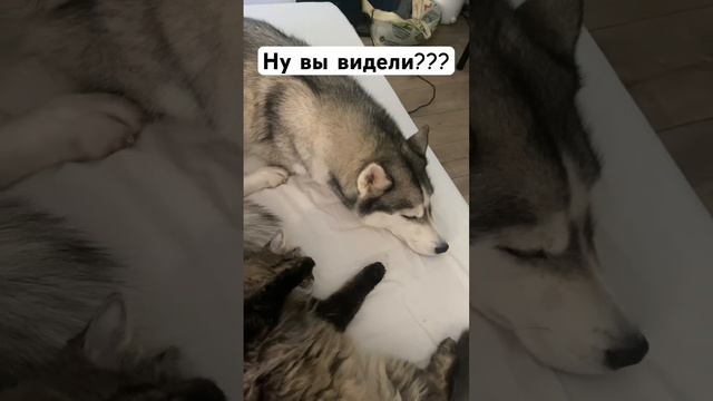 Сибирская крошка достаёт сибирского хаски смотреть онлайн
