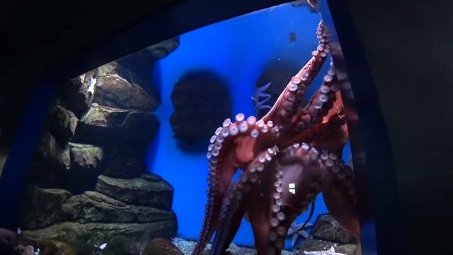 Московский океанариум на ВДНХ. 06.12.21. Пару мгновений плавания с дельфинами. смотреть онлайн