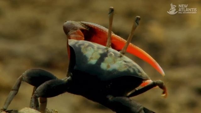 Komodo and Sumatra: Land of Dragons (full documentary) смотреть онлайн