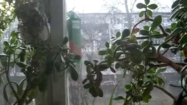 проект кормление зимних птиц 25 декабря 2013 год смотреть онлайн