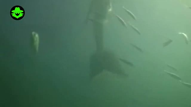 They’re Hiding Mermaids From Us! смотреть онлайн