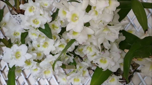 Cómo obtener Floraciones Espectaculares en Orquídeas Dendrobium Nobile смотреть онлайн