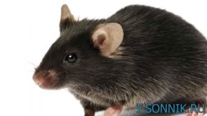 К чему снятся МЫШИ - толкование сонника