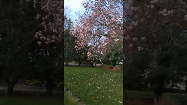 beautiful day with a magnolia tree смотреть онлайн