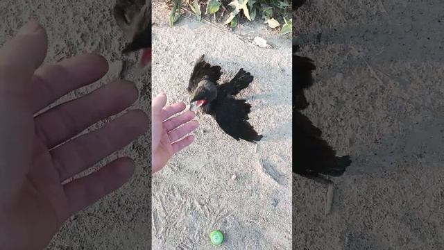 кто это?? нашел птицу #ворона #галка #птицы #птенец смотреть онлайн