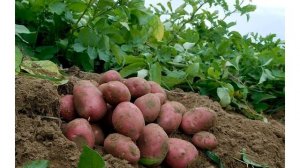 Сорт картофеля «Журавинка»