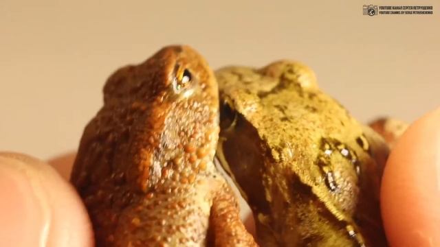 Лягушка и жаба. Сравниваем и учимся различать. // Clever Cricket смотреть онлайн