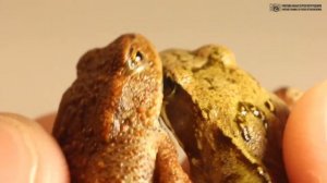 Лягушка и жаба. Сравниваем и учимся различать. // Clever Cricket