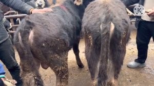 29 февраля 2024 г АНДИЖОН АСАКА УЗБЕКИСТОН МОЛ БОЗОРИ НАРХЛАРИ ANDIJON ASAKA ÒZBEKISTON MOL BOZORI