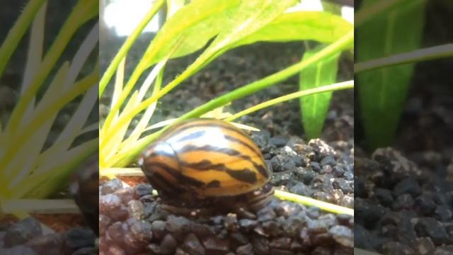 Neritina snail смотреть онлайн