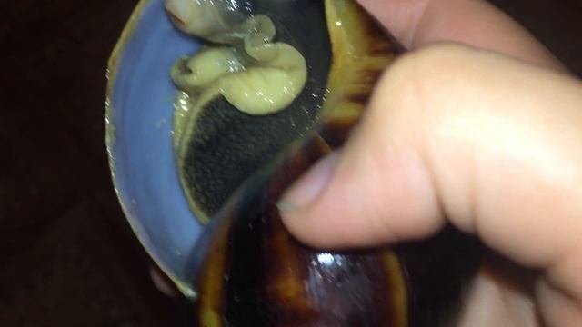 Это ужас ! Попытка вытащить мертвой улитки из раковины . Архахатина маргината маргината . смотреть онлайн