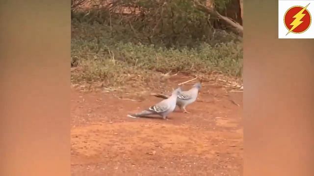 Приколы с животными. Смешные птицы. Забавные Животные. смотреть онлайн