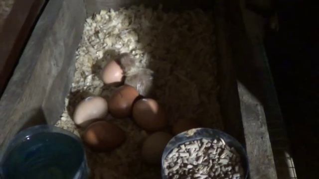 Фабричная курица вывела цыплят смотреть онлайн