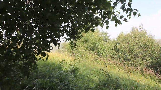 Звуки горного леса..В гости к берёзкам..... смотреть онлайн