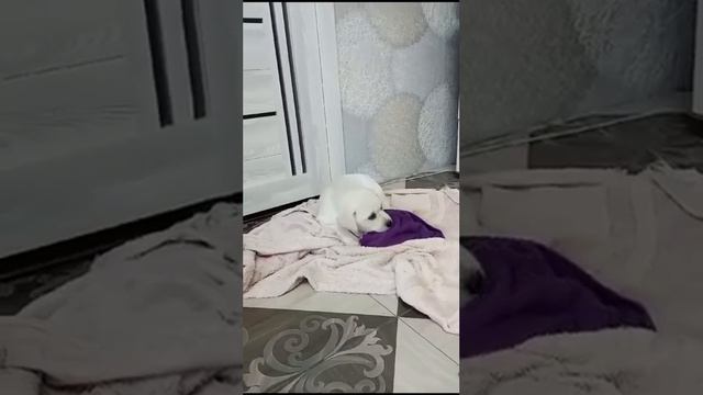 Щенки лабрадора