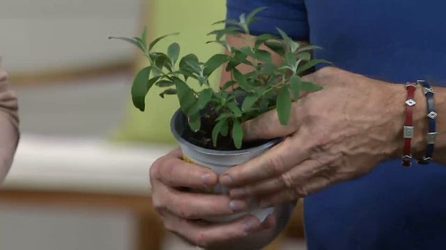 Cottage Farms 3-piece Garden Idols Butterfly Bush Collection On QVC