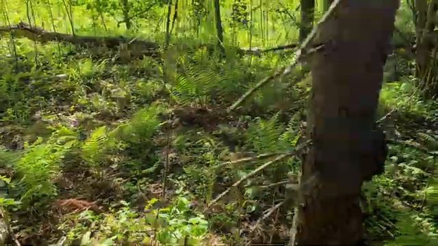 Гарцующий пони. Супер вело-поход всей семьёй на один день. Встреча с лошадьми и пони. смотреть онлайн