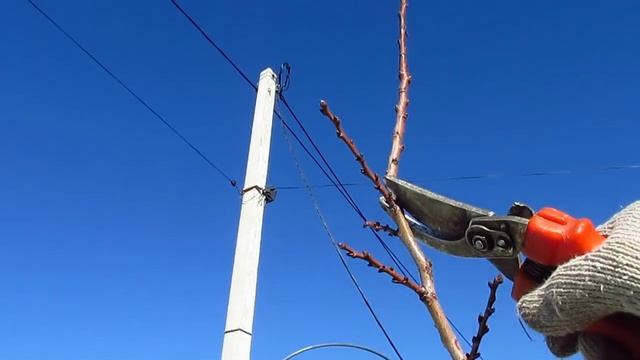 АБРИКОС. Обрезка абрикоса. смотреть онлайн