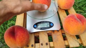 Персик Вайн Голд Т-3/Vine Gold 8.08.2022