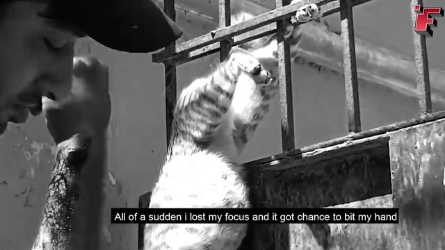 Посмотрите, что Бывает, Когда Животные Просят Помощи у Людей ч.2 смотреть онлайн