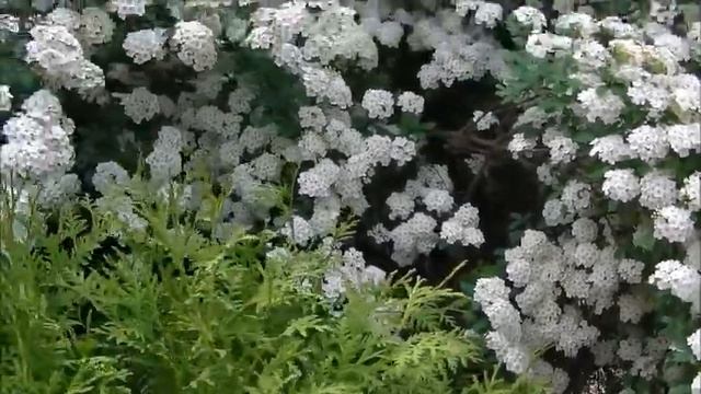 Спирея Ван Гута смотреть онлайн