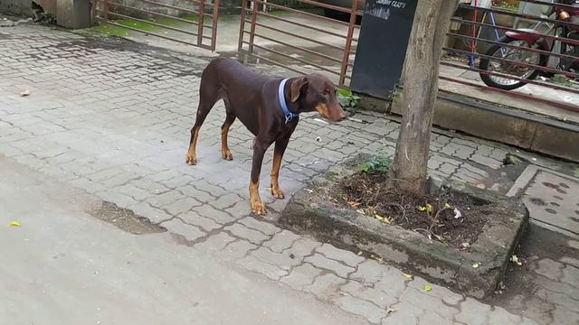 Friendly,Playful Doberman смотреть онлайн