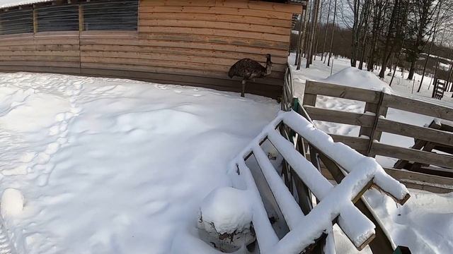 ЗРИТЕЛИ ТОЛКНУЛИ ВСЁ БРОСИТЬ! #жизньвдеревне #купилидом #вдеревне