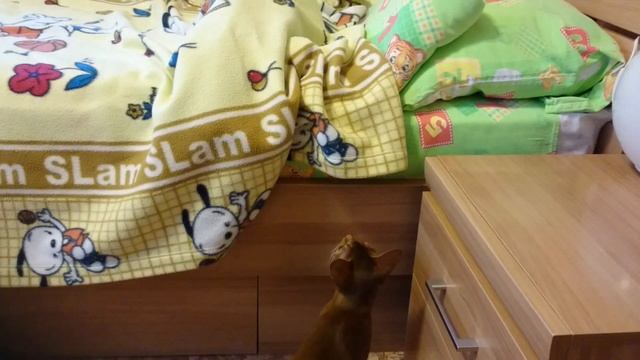 Ника и Лаврик часть 2 абиссинские кршки