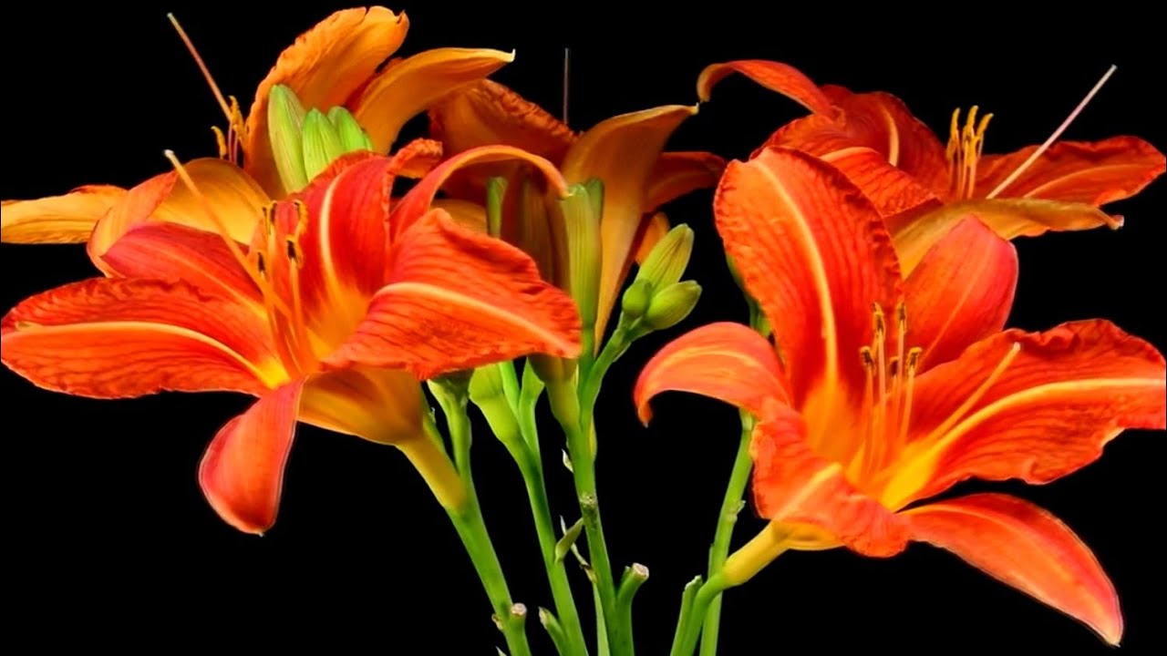 Красивая музыка (танец цветов под вальс) !!! смотреть онлайн