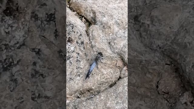 Огромная синяя стрекоза/ A huge Light-blue dragonfly смотреть онлайн
