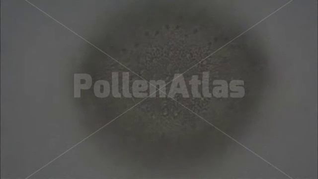 Lonicera caprifolium equatorial WM смотреть онлайн