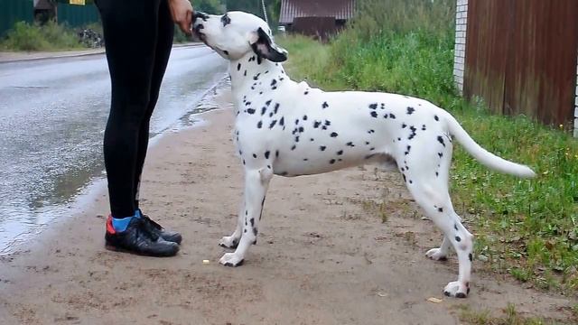 JASPUTYN aus dem Haus PUNCTUM "Vic" LUA N/hu смотреть онлайн