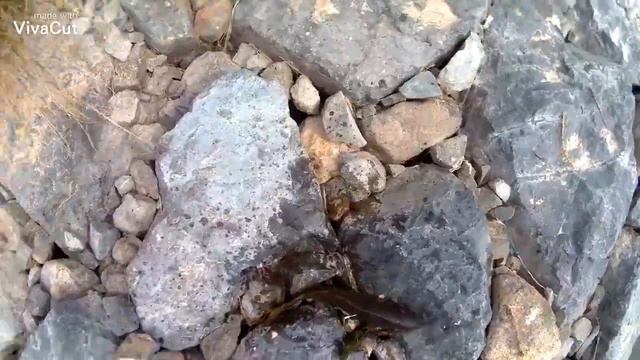 Рыбалка с рогатки в Корее смотреть онлайн