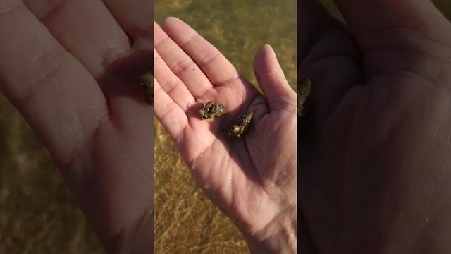 Рак-отшельник. Чёрное море, Анапа. смотреть онлайн